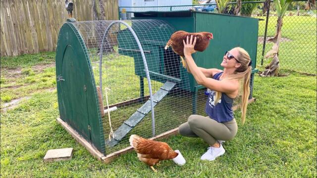 Calling all Animal Lovers, My New Pet CHICKENS!! + The Cutest Baby Cow