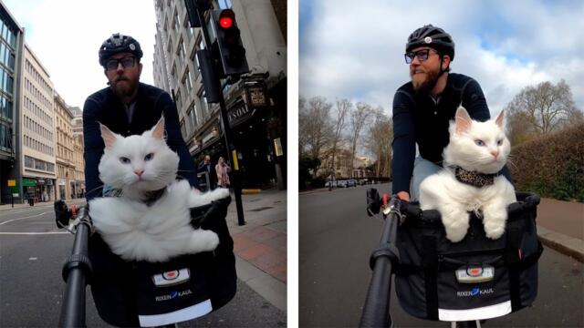 Cat Enjoys Bike Ride With Owner (Adorable Cat Videos)