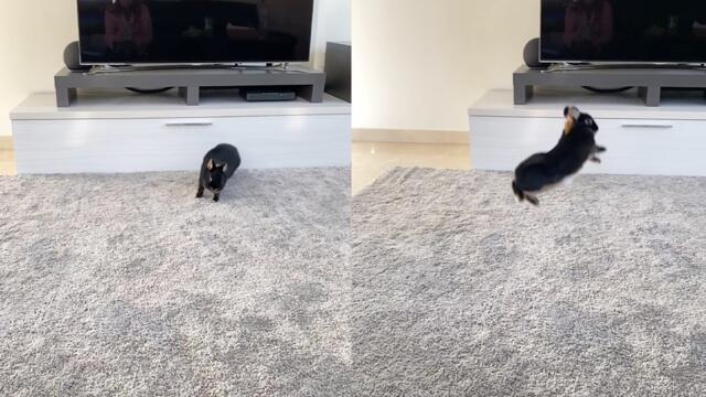 'Energetic bunny tries to improve its 'hopping' game '