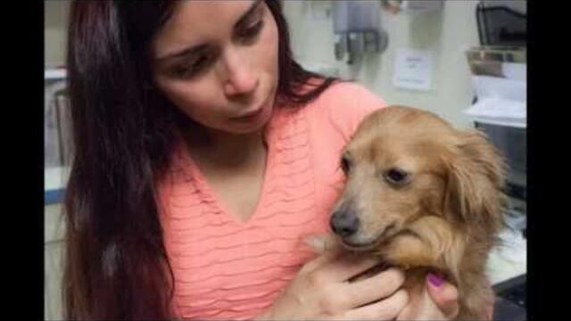Lovie's Reunion - Owner and dog reunited after tragic car accident