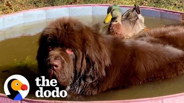 Duck Flaps His Wings So Hard When He Sees His 153-Pound Dog Best Friend | The Dodo Odd Couples
