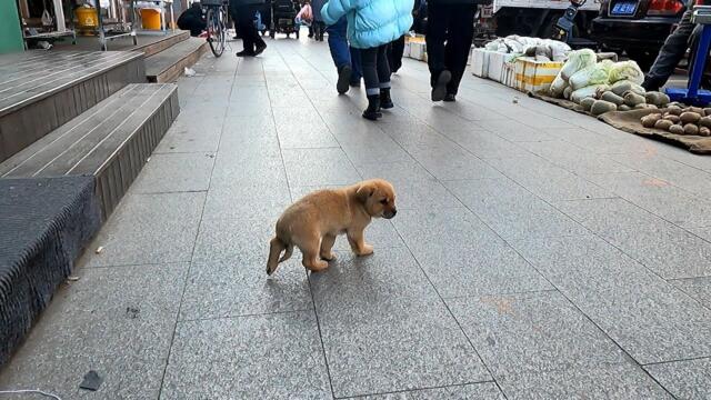 Lonely puppy lost in street market