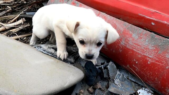 Found a homeless puppy looking for food in garbage dump