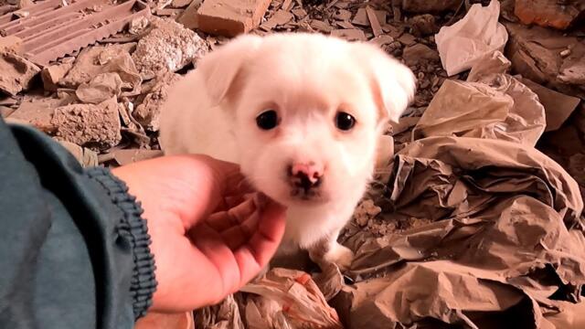 Lily's story - Unidentified timid puppy found in decaying community