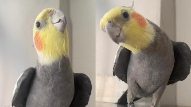 'Chirpy cockatiel entertains owner with a cute song while she cooks dinner '