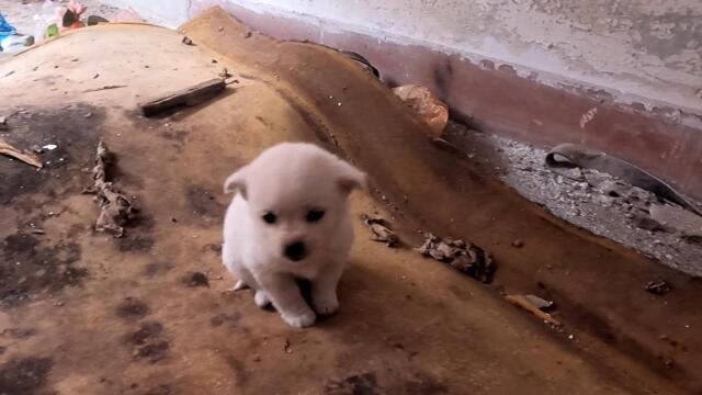 Princess story - Homeless puppy found in abandoned apartment in decaying community