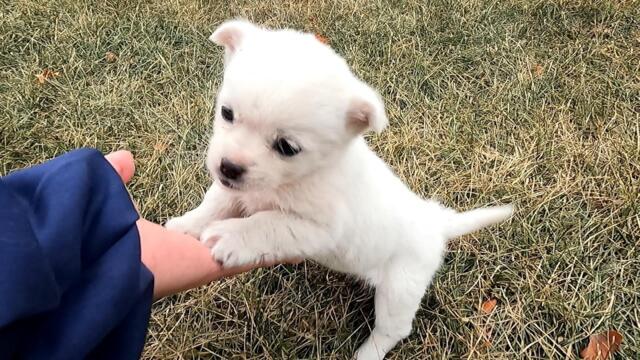 Princess story - Homeless puppy adopted from decaying community is growing up healthily and happily