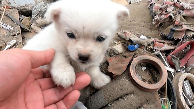 Homeless puppy living on city dump