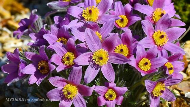 Весна. Красота Природы. Сибирь. Расслабляющая Музыка для души...