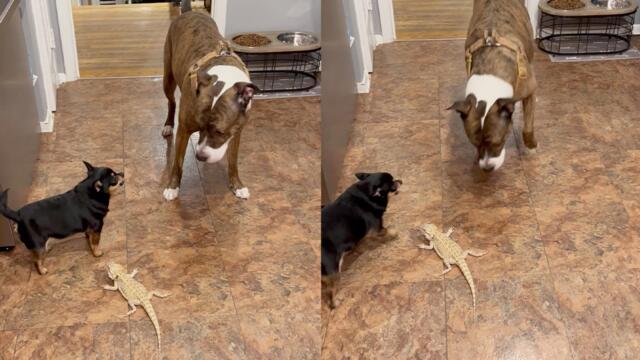 'Caring dog watches over SMOL bearded dragon '
