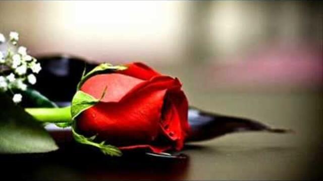 Gelek 100%-Sekuntum Mawar Merah