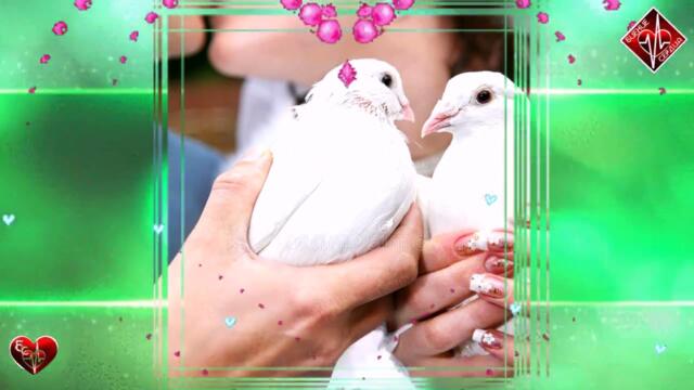 Вячеслав Сидоренко -  Любовь это крылья