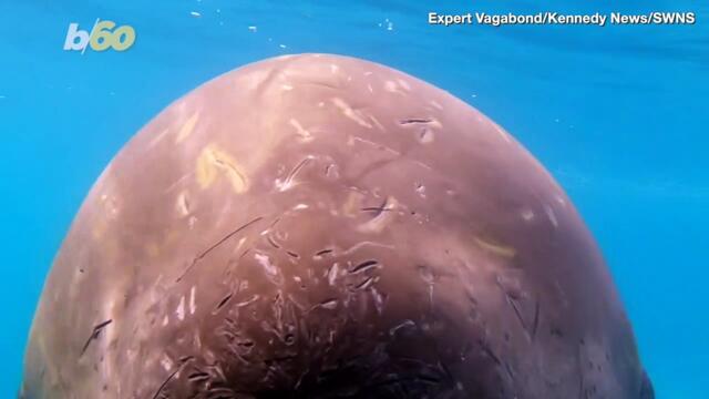 Penguin vs. A Killer Whale! Some Friendly Tourists Saved The Adorable Penguins Life