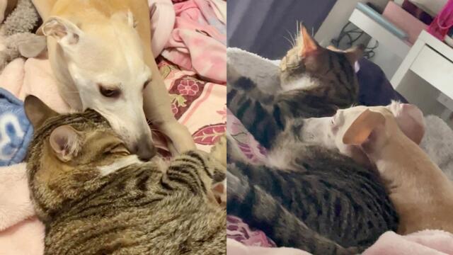 'Playful dog LOVES to tease the kitten its owner brought home during the lockdown'