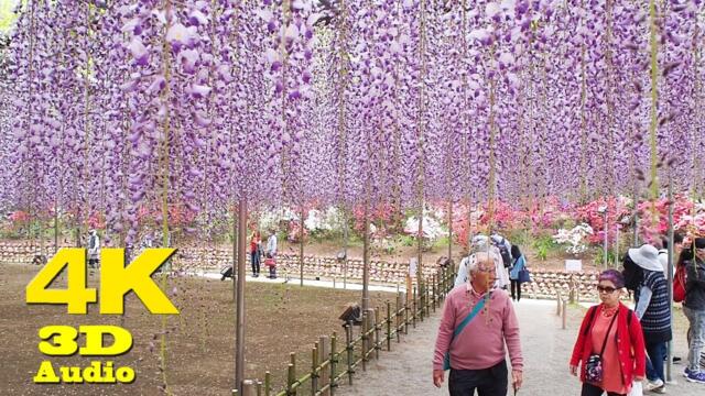 Ashikaga Flower Park  #あしかがフラワーパーク. Wisteria Festival  2018. #4K