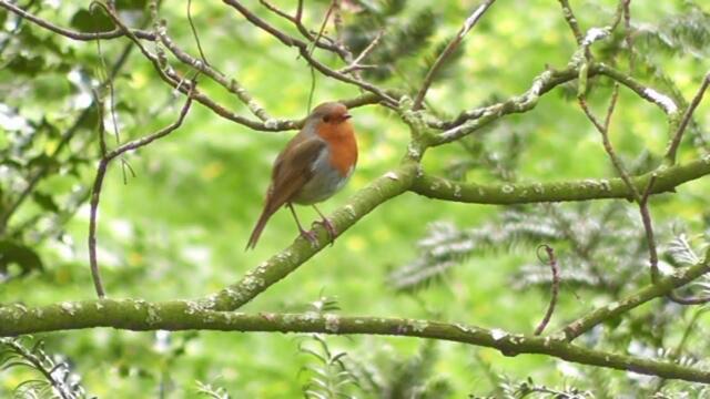 Аверьянов Сергей  -  Нежная акварель Весны