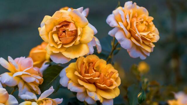 Красивая Музыка, САМАЯ Шикарная Музыка Для Приятных Воспоминаний! Самая красивая мелодия на свете!