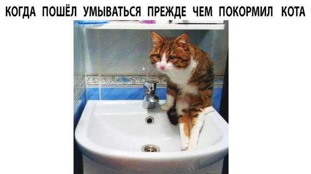 #мемы2022 #мемы #мем #приколы #коты #котики #мемчики #мемыпро100 #мемыдня #смешныекоты #про100мемы