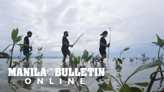 Volunteers of the Davao Raven Fire Fighters plant mangroves along the Davao River delta