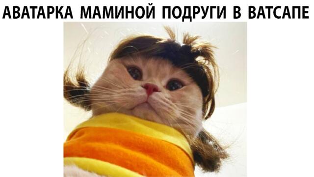 #мемы2022 #мемы #мем #приколы #коты #котики #собаки #мемыпро100  #мемыдня #смешныекоты #про100мемы