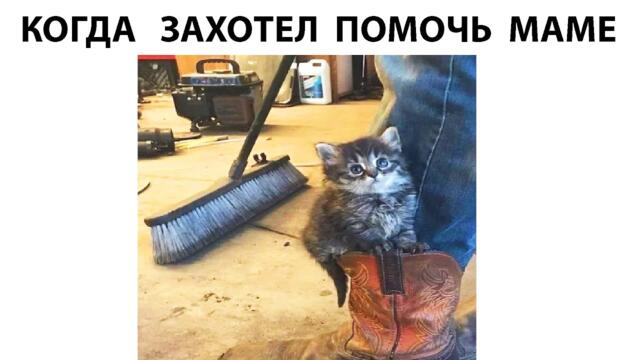 #мемы2022 #мемы #мем #приколы #коты #котики #котята #мемыпро100  #мемыдня #смешныекоты #про100мемы