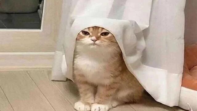 Я РЖАЛ ЦЕЛЫЙ ЧАС 😹 СМЕШНЫЕ КОШКИ И СОБАКИ / СМЕШНЫЕ ЖИВОТНЫЕ ЗА ВЕСЬ МАРТ 2022 😹