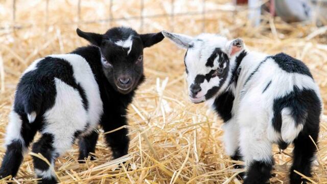 Northamptonshire news 040422