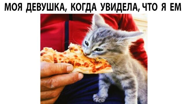 #мемы2022 #мемы #мем #приколы #коты #котики #котята #мемыпро100 #мемыдня #смешныекоты #про100мемы