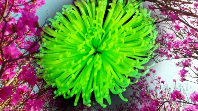 Самая красивая музыка🌿 поможет вам снять усталость от стресса🌿 успокаивает нервную систему