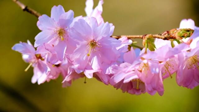 Музыка Александра Кэтлина   -    Золотой Саксофон Лучшая романтическая инструментальная музыка