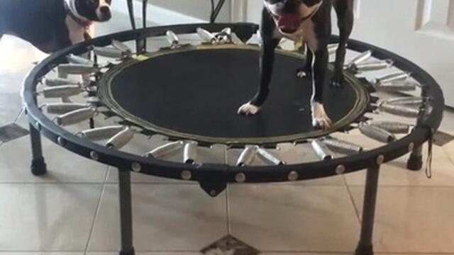 French Bulldog Fights Trampoline While Jumping on it