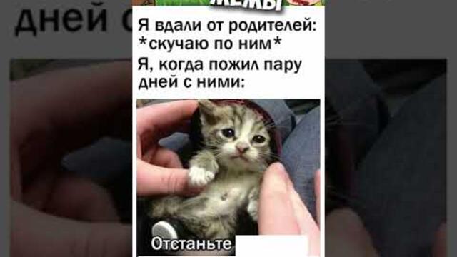 #мемы2022 #мемы #мем #приколы #коты #котики #мемыпро100 #кошки #животные #смешныекоты #про100мемы