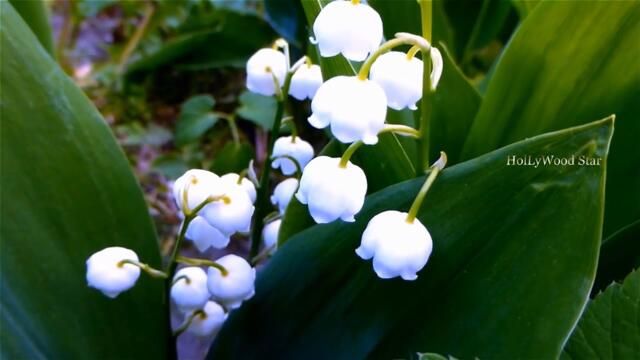 Хорошего настроения  / Richard Clayderman  -   Mano A Mano