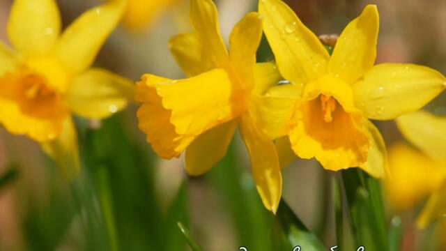 Приказка за Нарцис – момчето, което се влюби в себе си