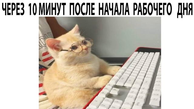 #мемы2022 #мемы #мем #приколы #коты #котики #мемыпро100 #кошки #животные #смешныекоты #про100мемы