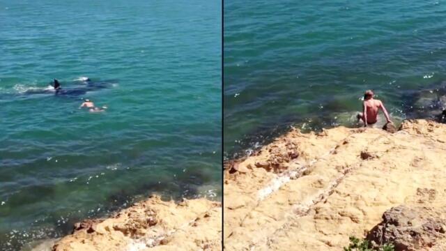 'Fearless freediver shares footage of him swimming with KILLER WHALES!'