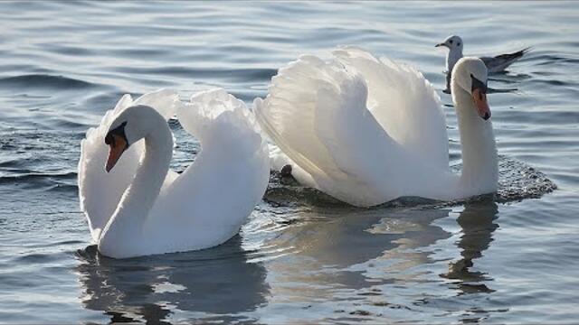 Вадим Ягала  -  ПАРА ЛЕБЕДЕЙ