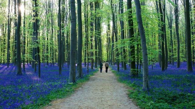Синя гора привлича туристите в Белгия - Blue Forest in Belgium