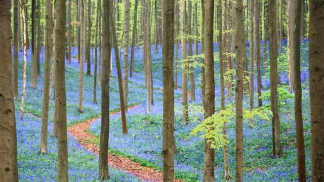Вижте Синята гора! Flowering Forest Floors : - The Blue Forest Hallerbos 15 april 2022
