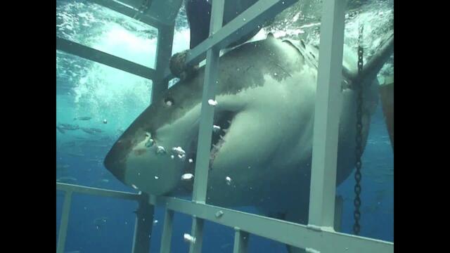 Swimming With A Great White Shark In Guadalupe, Mexico