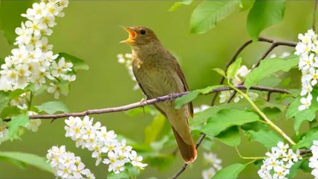 Вероника Агапова   -   Рядом с тобой