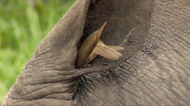Birds Helping Rhino to Clean its Ear