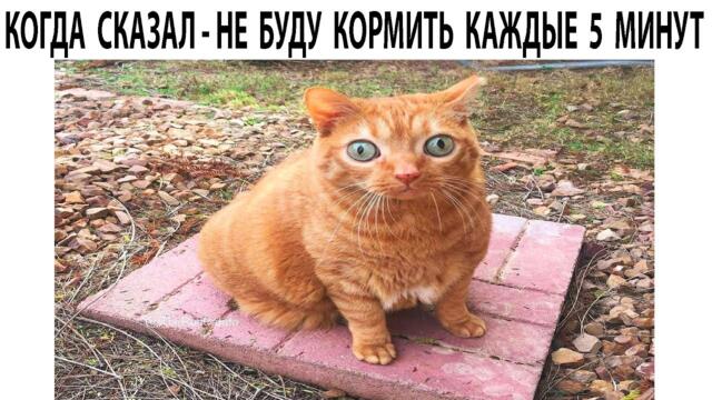 Мемы 2022 ( Про100 мемы ) выпуск 345 - Коты, лучшие утилизаторы еды