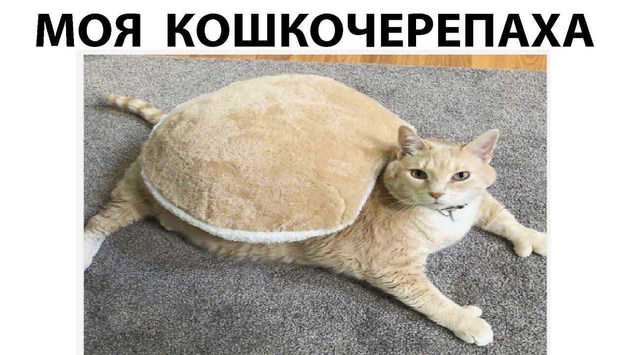 Кота 2022. Коты мемы 2022. Мем коты 2022. Кот Мем 2022. Мемы котики 2022 года.