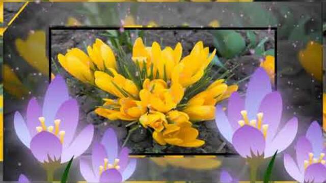 19 АПРЕЛЯ ДЕНЬ ПОДСНЕЖНИКА!