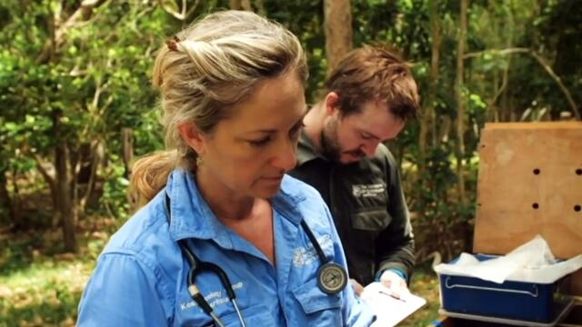 Qld scientists revive Koala colony affected by chlamydia