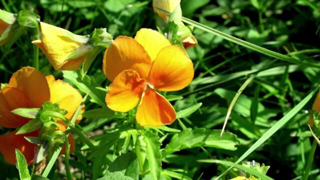 Расслабляющая и Эмоциональная Мирная Музыка Для Снятия Стресса и Восстановления Сил!