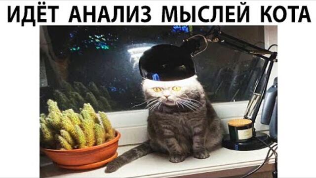 Мемы 2022 ( Про100 мемы ) выпуск 351 - О чём думает кот шортс