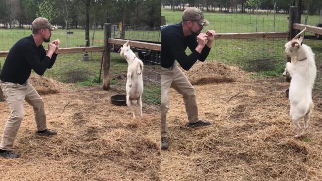 'Competitive goat stands up on its hind legs while play-fighting with man '