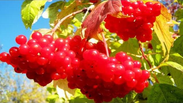 Валерий Власов   -   Ой, Калина